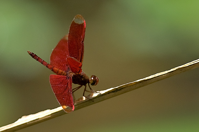Neurothemis fulvia