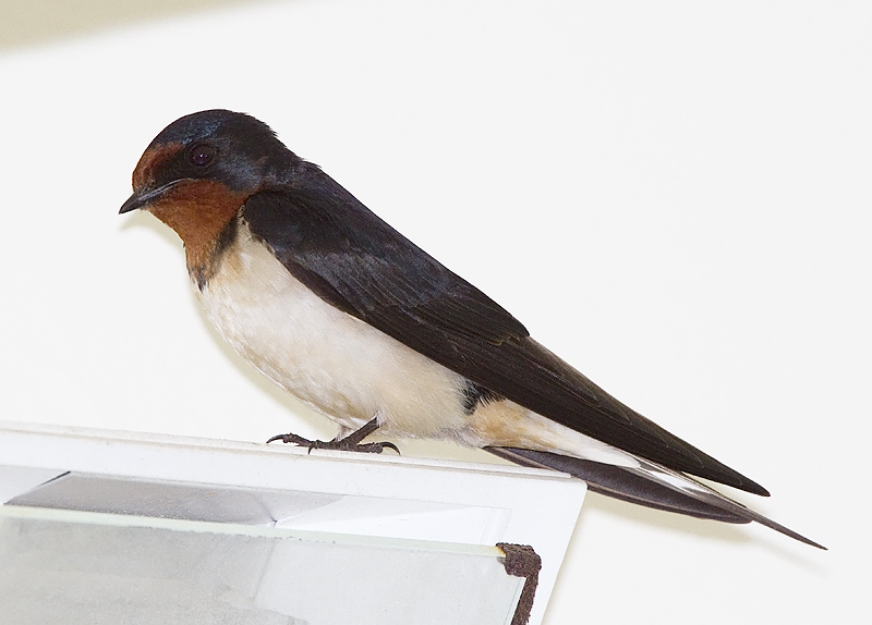 Barn swallow