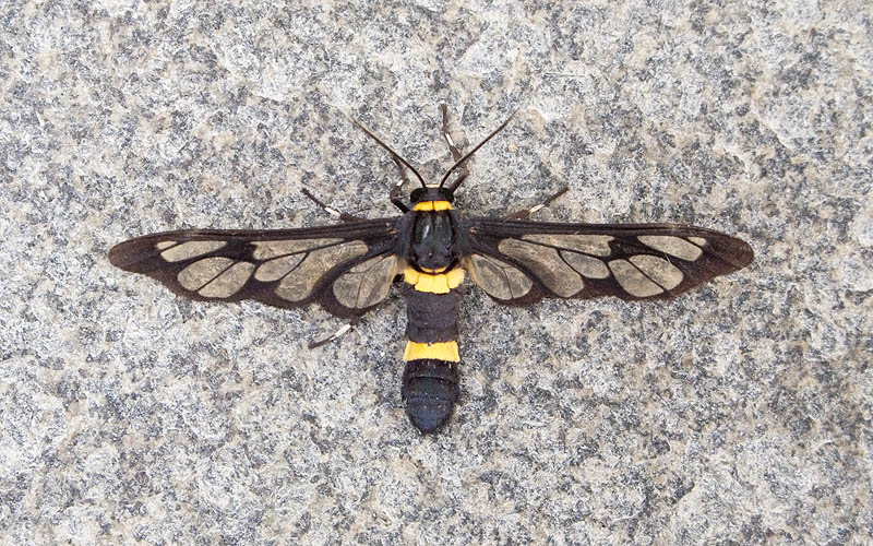 Syntomoides imaon