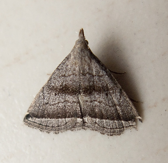 Lysimelia neleusalis
