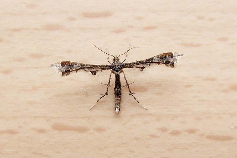 Nippoptilia vitis