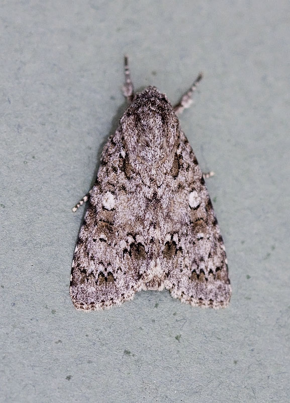 Acronicta pruinosa
