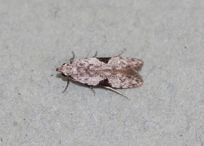 Gelechiidae - Anarsia sp. nr. isogona