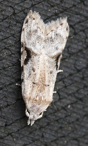 Alexotypa sp. nr caradjai