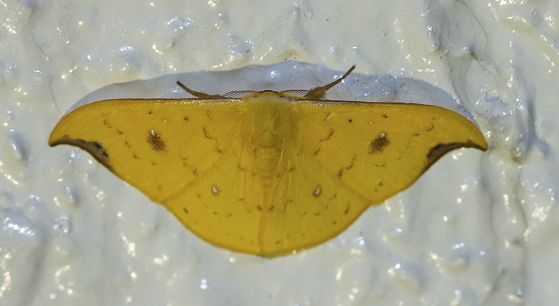 Tridrepana fulvata