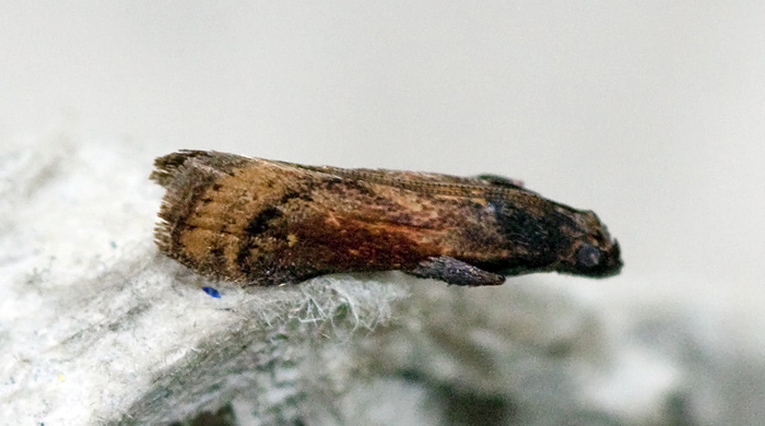 Metallostichodes hemicautella