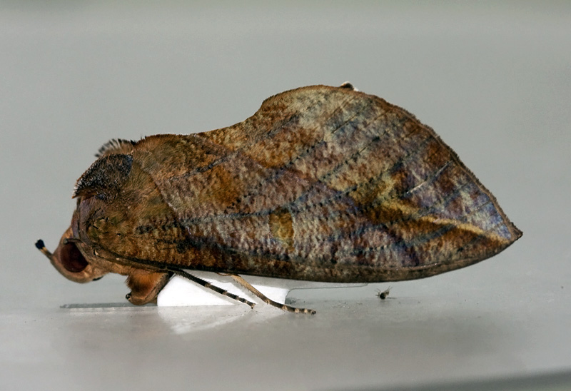 Eudocima phalonia