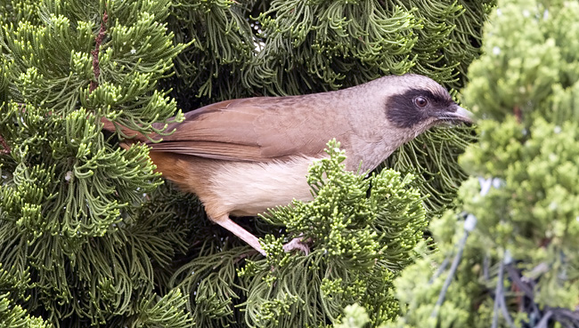 Masked laughing thrush