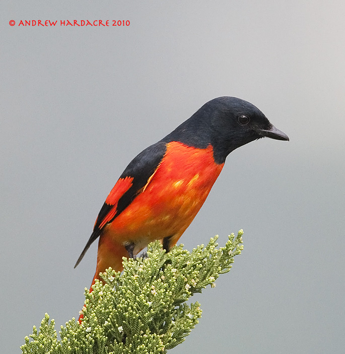 Scarlet minivet
