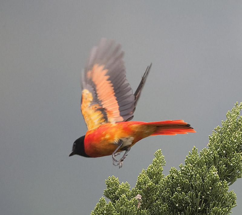 Scarlet minivet
