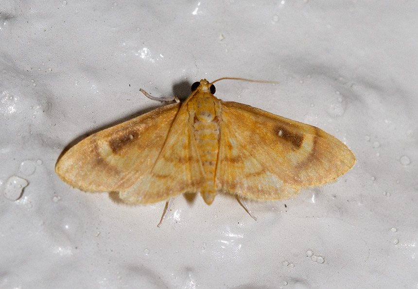 Eusabena sp. nr. monosticatalis