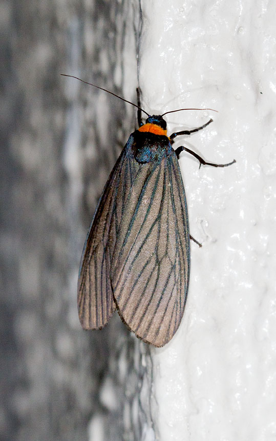 Macrobrochis fukiensis