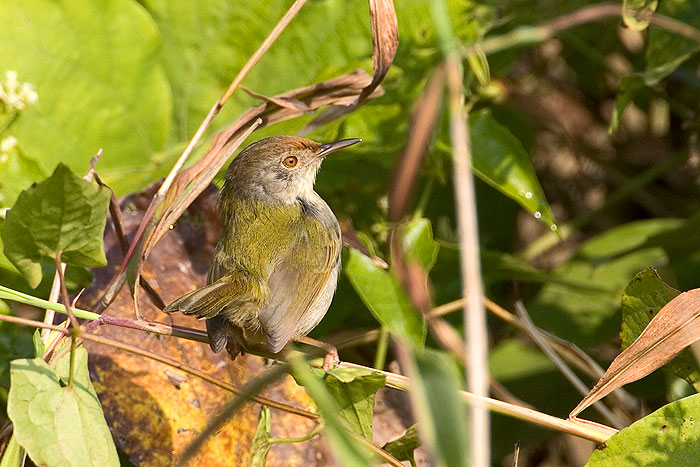 Common tailorbird