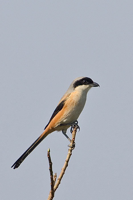 Long-tailed shrike
