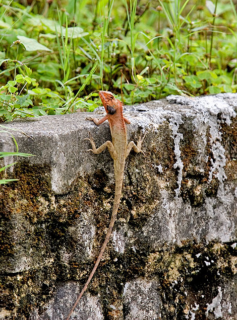 Calotes versicolor
