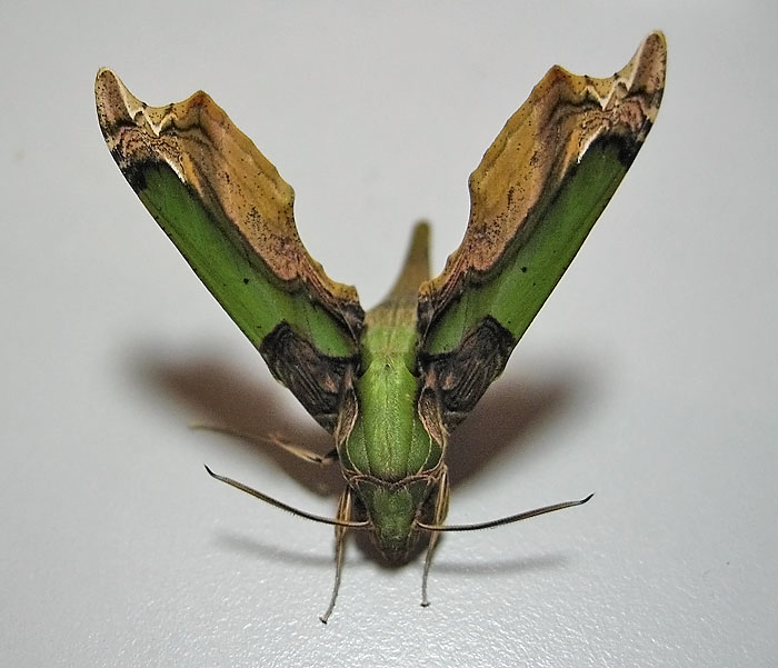 Eupanacra busiris