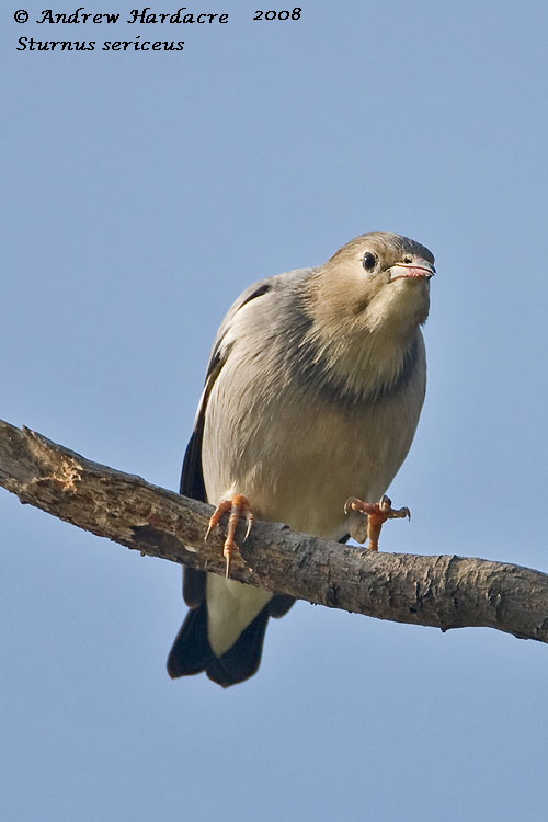 Red-billed starling