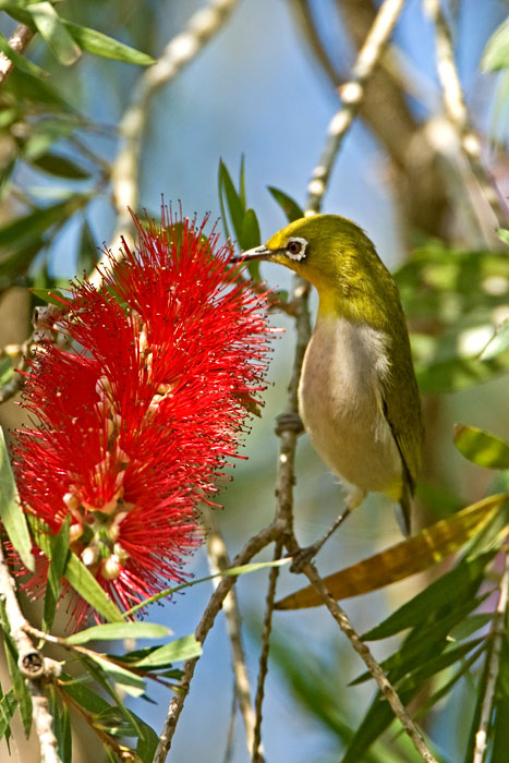 Japanese white-eye