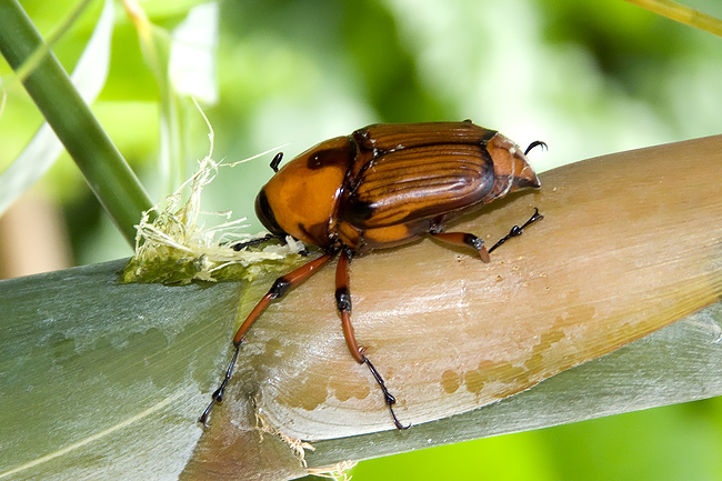 Cyrtotrachelus longimanus
