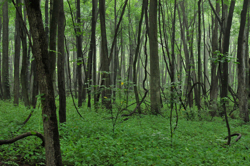 Woodlands