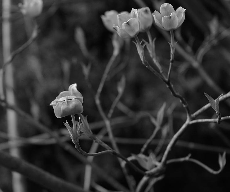 Bud - MB