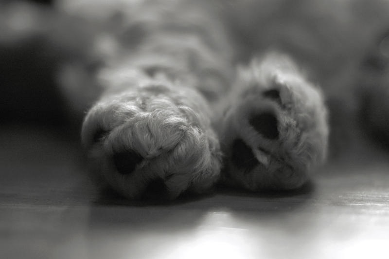 Puppy Paws