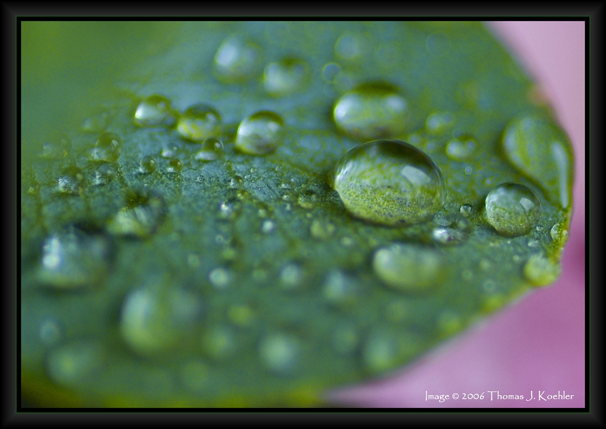 Rain Drop.JPG