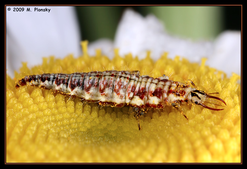  larval lacewing (Neuroptera) 