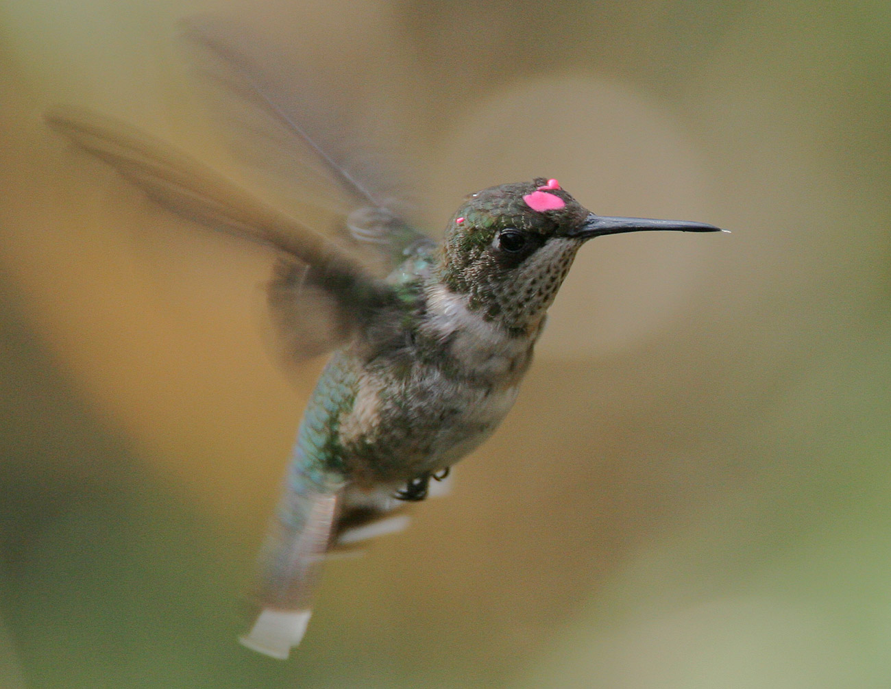 Rubythroated02.jpg