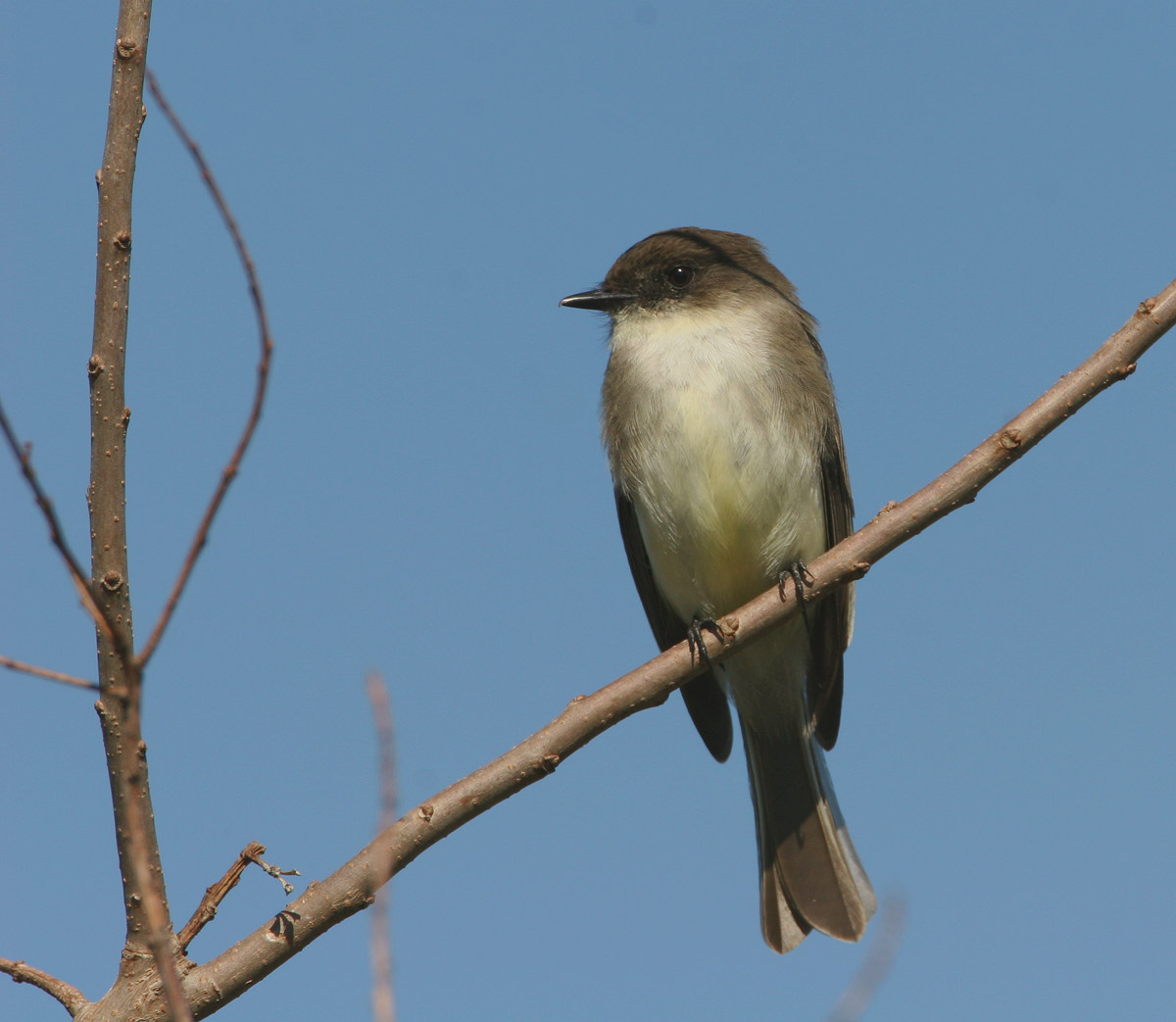 Eastern Phoebe 03.jpg