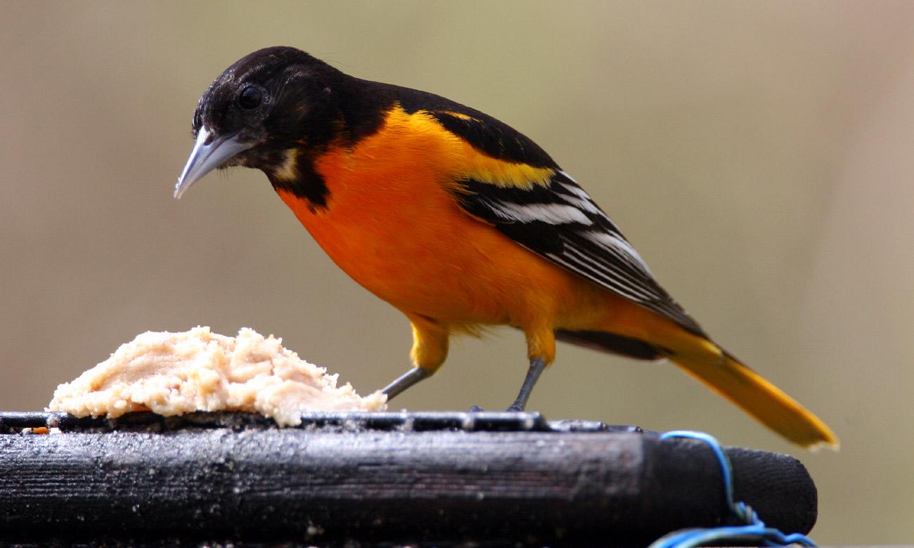 Northern Oriole