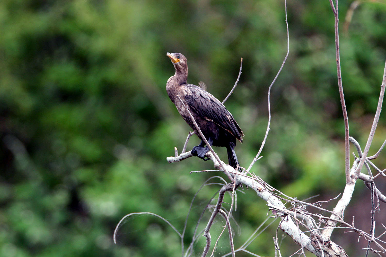 Neotropic Cormorant