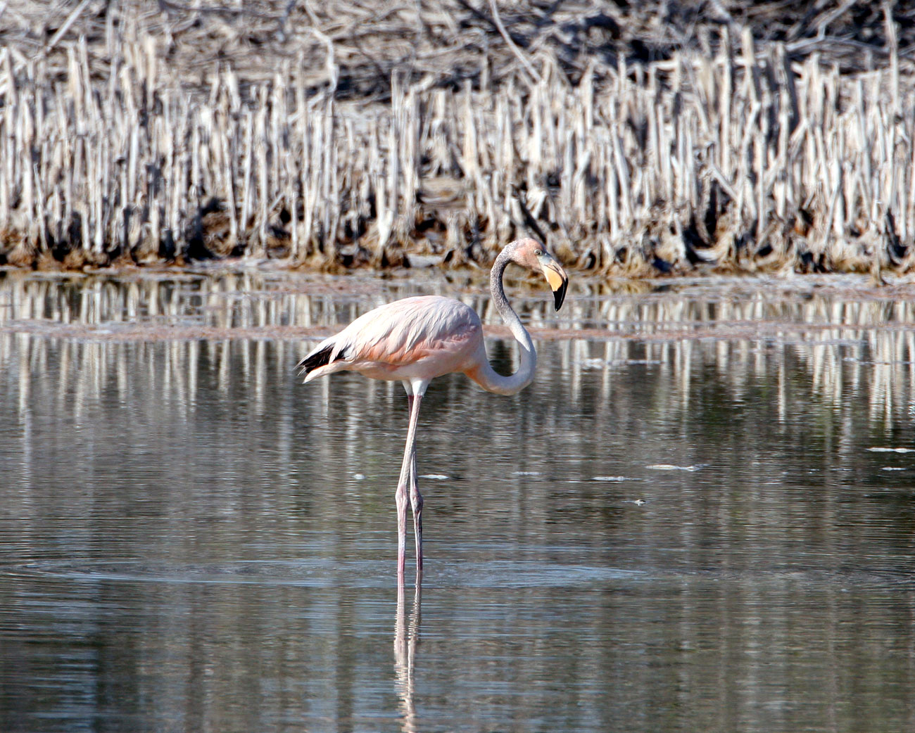 Greater Flamingo