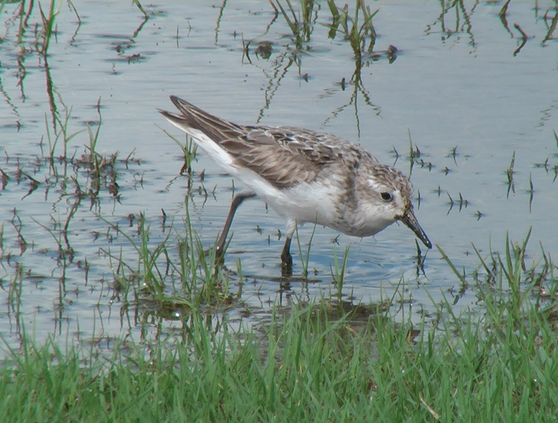 White-rumped Sandpiper