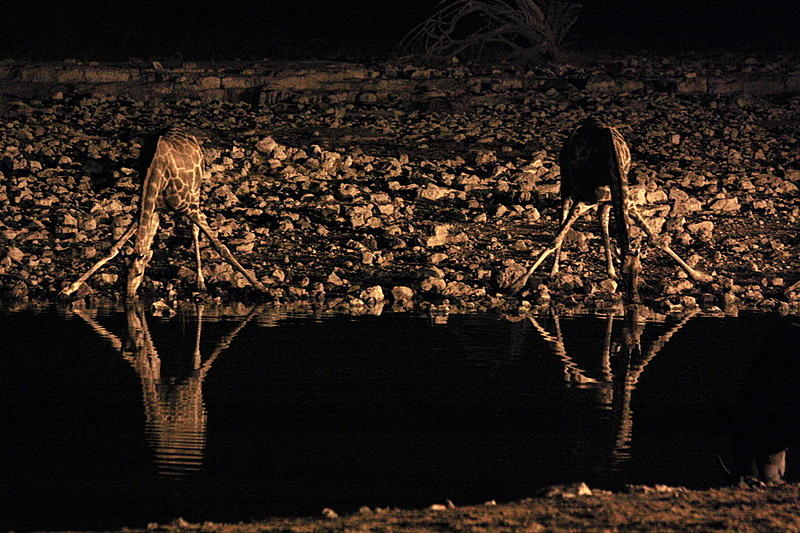 Giraffes at the Watering Hole