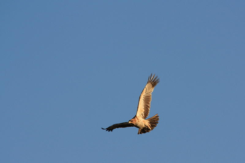 Tawny Eagle, Botswana
