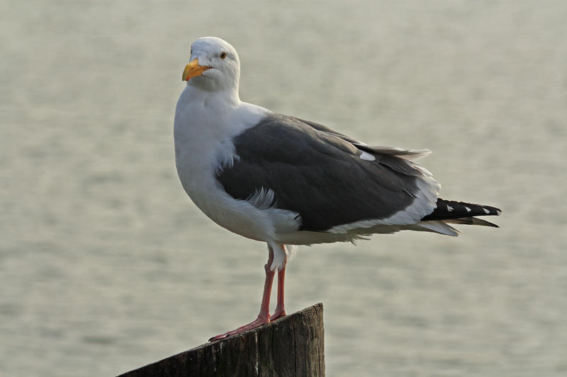 Sea Gull at Pier 39, California
