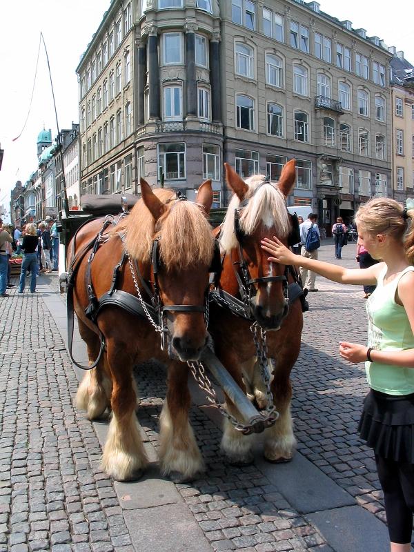 Danish horses