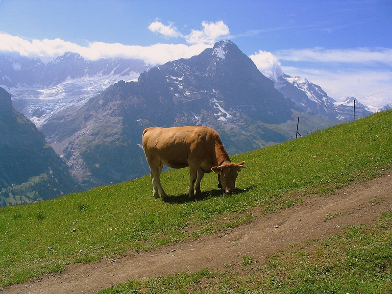 A Cow with a view