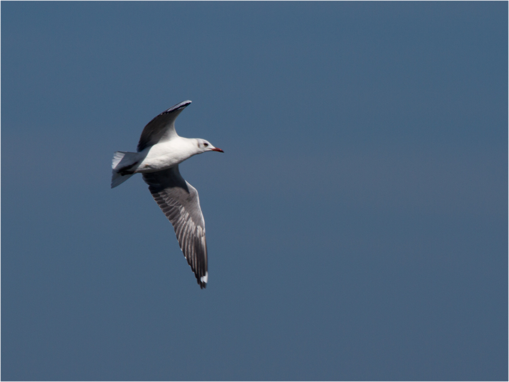 123 Grey-headed Gull.jpg