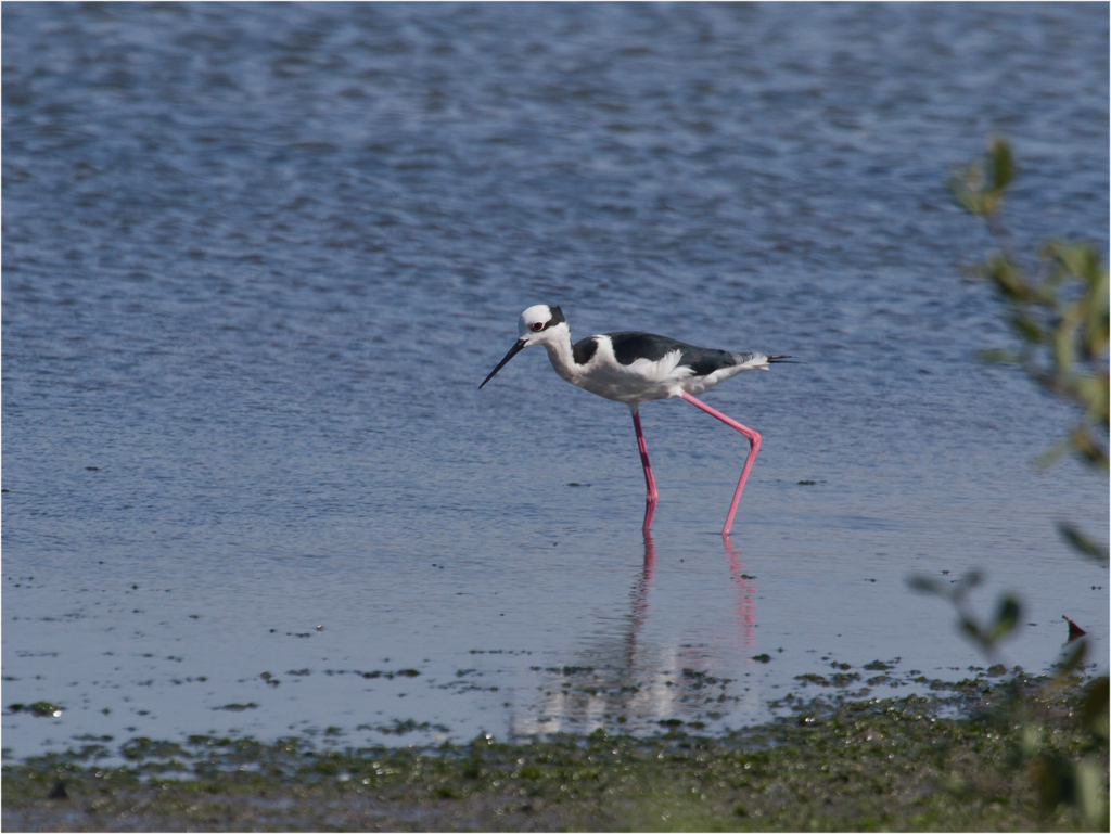 124 Black-necked Stilt.jpg