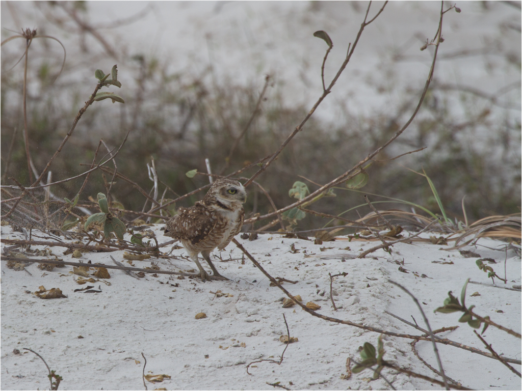 136 Burrowing Owl.jpg