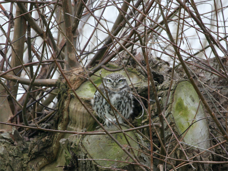 Steenuil - Little Owl