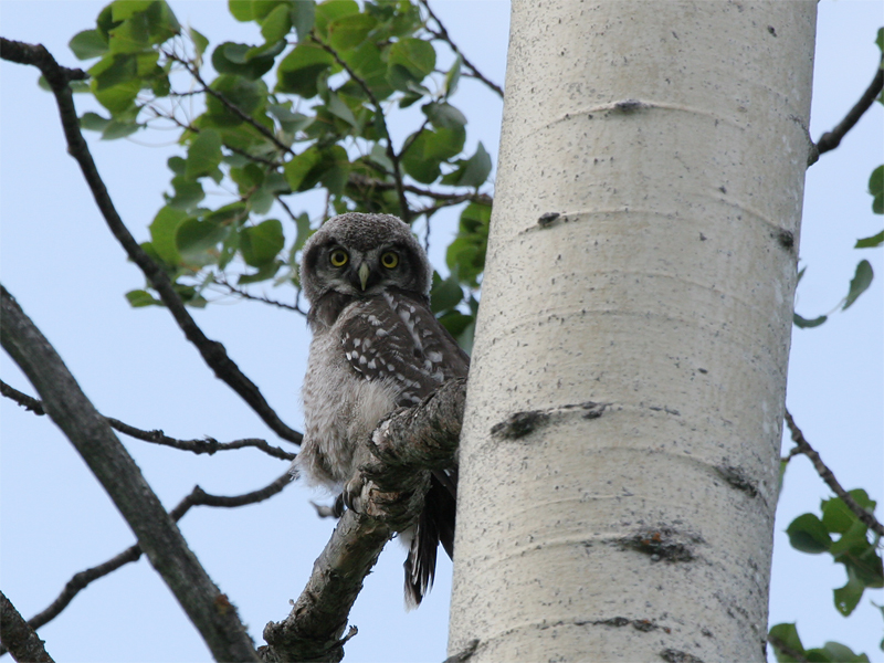 Northern Hawk-Owl - Sperweruil