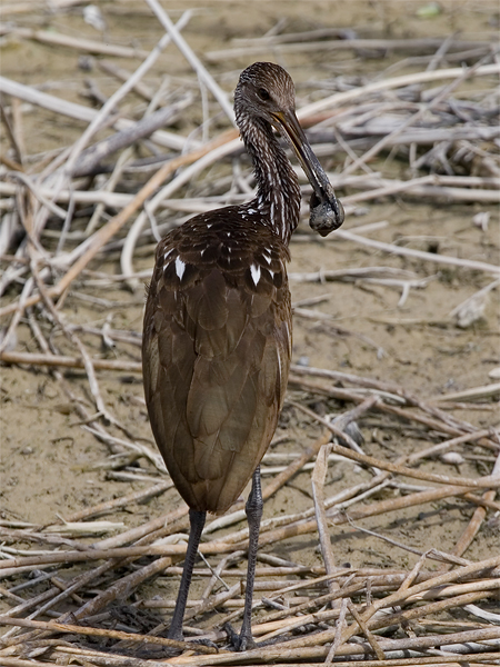 Limpkin - Koerlan