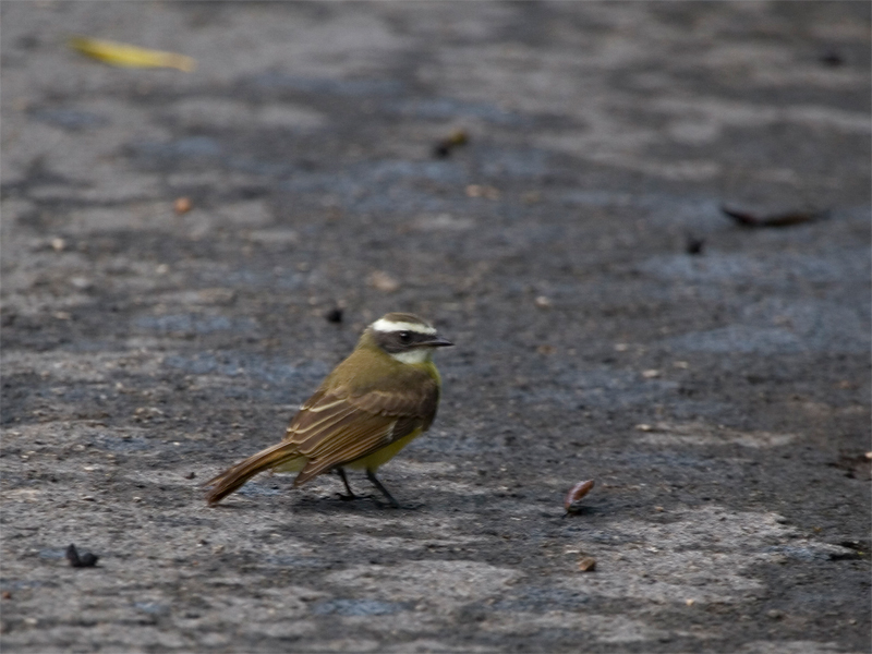 Social Flycatcher - Roodkruintiran