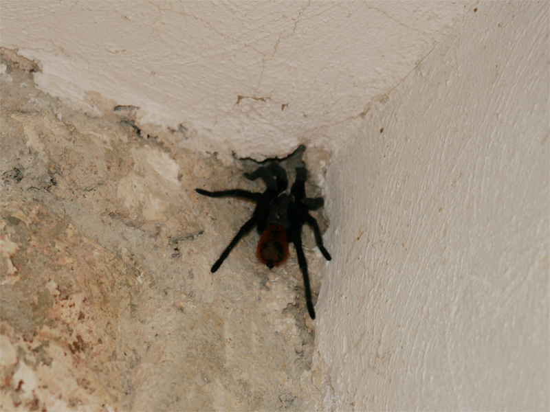 Tarantula - Spinnetje
