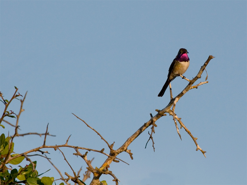 Mexican Sheartail (man) - Mexicaanse Schaarstaartkolibrie (man)