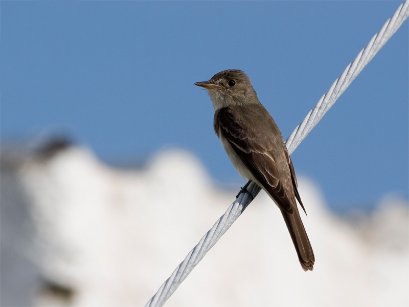 Tropical Pewee - Spix-piewie