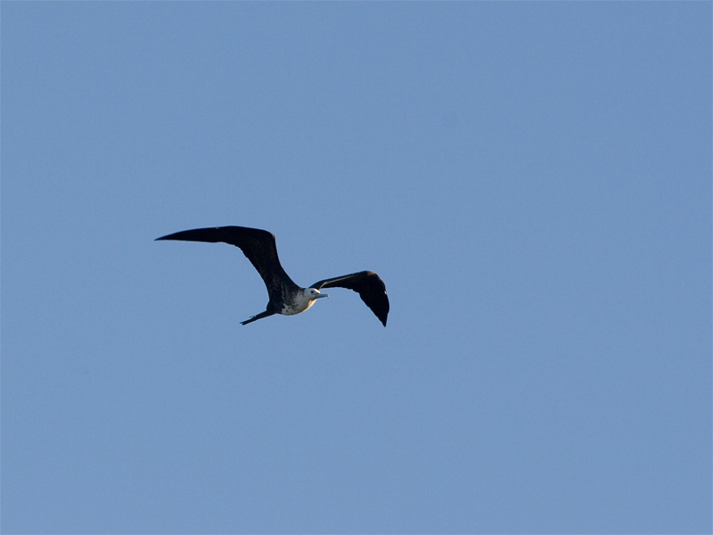 Magnificent Frigatebird (juvenile) - Amerikaanse Fregatvogel (juveniel)